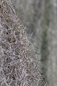 Close-up of spider web on plant