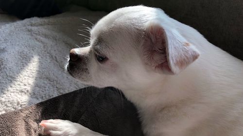 Close-up of dog looking away