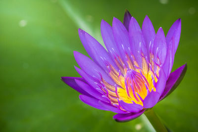 Close-up of flower against blurred background