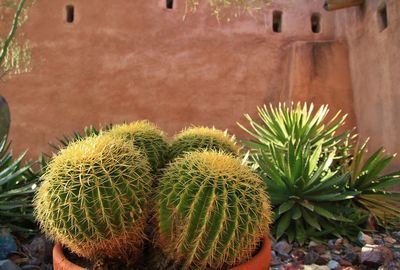 Close-up of cactus plant