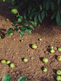 High angle view of green plants growing on field
