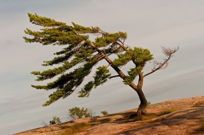 Low angle view of tree against sky