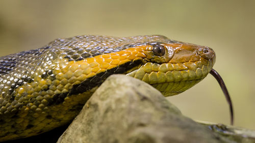 Close-up of snake on rock