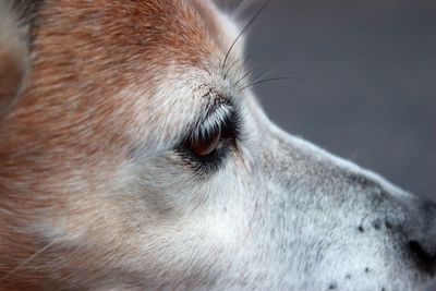 Close-up portrait of dog