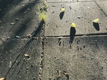 High angle view of men shadow on road