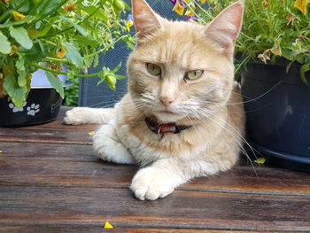 Close-up portrait of a cat