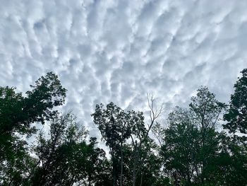 Low angle view of silhouette trees against sky