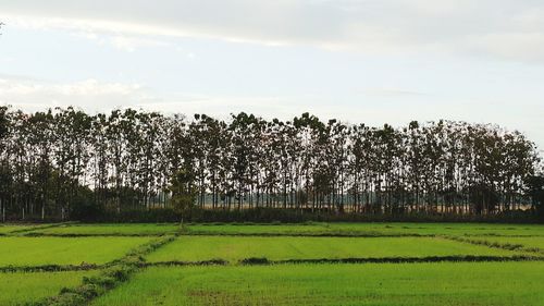 Scenic view of field against sky