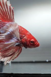 Siamese fighting fish, black backdrop, betta splendens, betta fish, half moon betta.