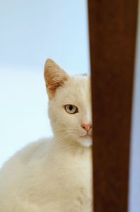 Close-up portrait of a cat looking away