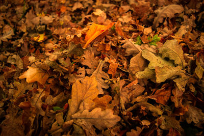 High angle view of maple leaves fallen on field