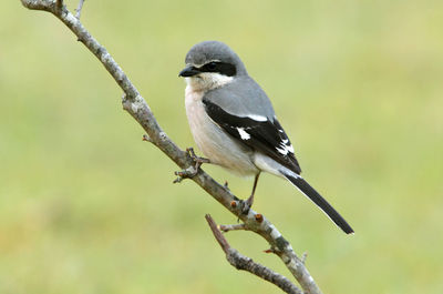 Close-up of bird perching on branch