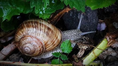 Close-up of snail