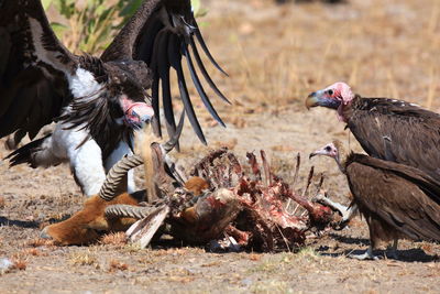 Close-up side view of birds fight