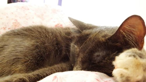 Close-up of cat sleeping