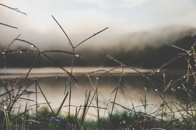 Close-up of wet grass against sky