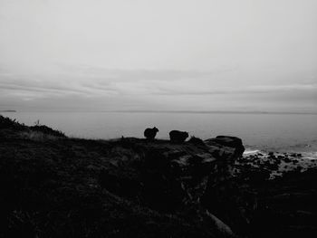 Silhouette horse on beach against sky