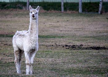 Woolie white alpaca