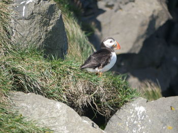 Close-up of bird perching on rock