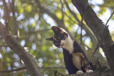 The cat is sitting on a tree. homemade animal sits and looks. huntress on the loose.