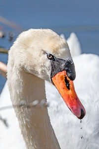 Close-up of swan swimming in lake