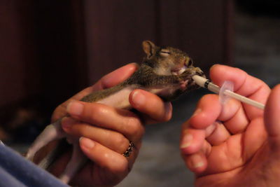 Hand-feeding a baby squirrel