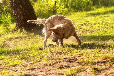 Deer standing on field