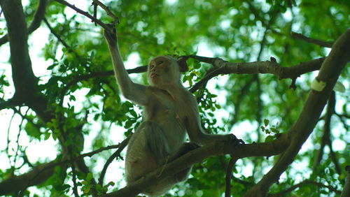 Low angle view of monkey on tree in forest