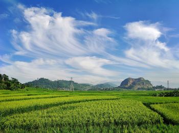 Scenic view of agricultural field against sky