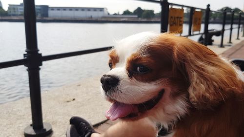 Close-up of a dog looking away