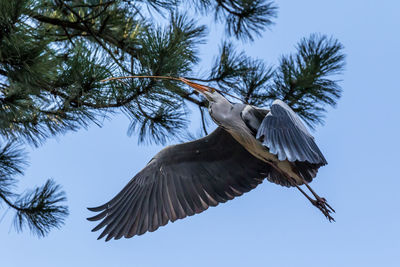 Low angle view of gray heron flying against clear sky