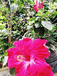 Close-up of red hibiscus blooming outdoors