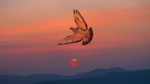 Bird flying over a orange sky during the golden hour.