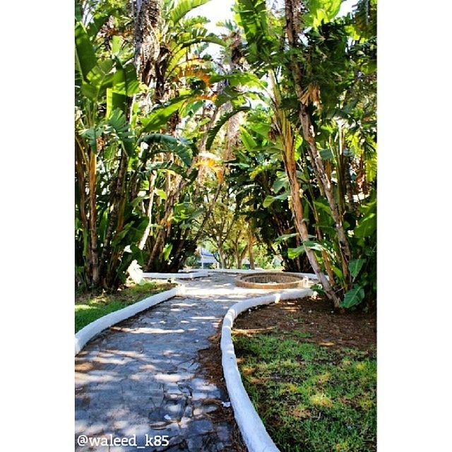 transfer print, transportation, tree, auto post production filter, road, the way forward, land vehicle, mode of transport, growth, plant, bicycle, day, sunlight, nature, street, car, outdoors, green color, no people, road marking