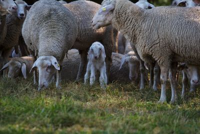 Sheep in a field