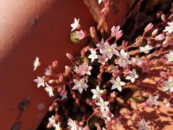 Close-up of pink cherry blossoms