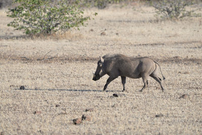 Side view of sheep running on landscape