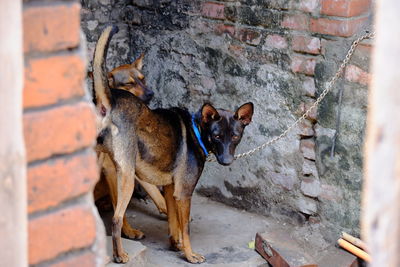 Close-up of dog