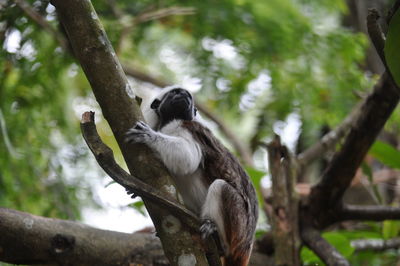 Low angle view of bird perching on tree