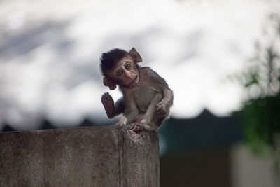 Monkey sitting on wood against wall