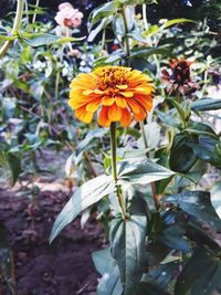 Close-up of yellow flowers blooming outdoors