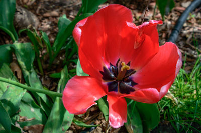 Close-up of red flower blooming in field