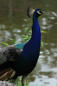 Close-up of peacock