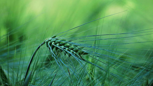 Close-up of wheat growing on field