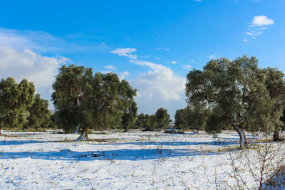 Trees against blue sky