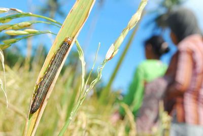 Close-up of insect on plant