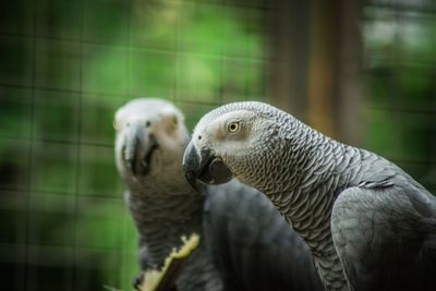 Close-up of parrot
