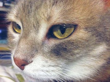 Close-up portrait of cat