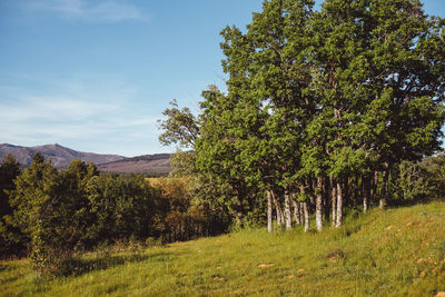 Trees on field against sky