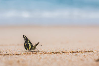 Close-up of butterfly on sand